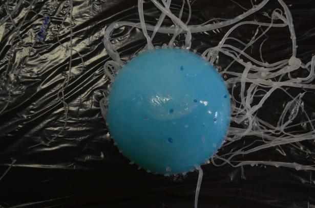 Visites de l’atelier : l’évolution des méduses immortelles