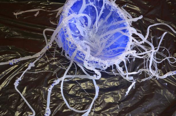 Visites de l’atelier : l’évolution des méduses immortelles