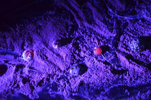 Exposition finale : pensez à notre futur !