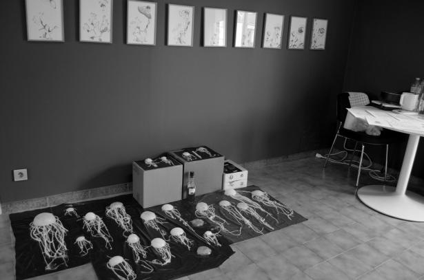 Visites de l’atelier : l’évolution des méduses immortelles