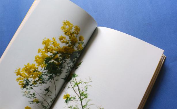 MIMOSA/S/ notre livre de résidence