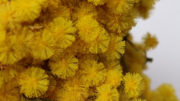 PAPIER RECYCLÉ DE MIMOSA
