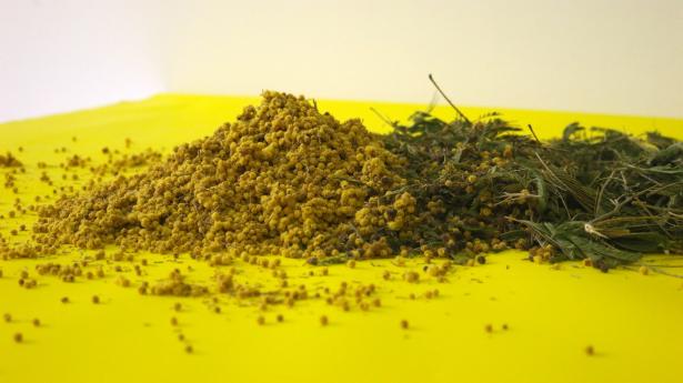MIMOSA/S/ Restitution de résidence 2