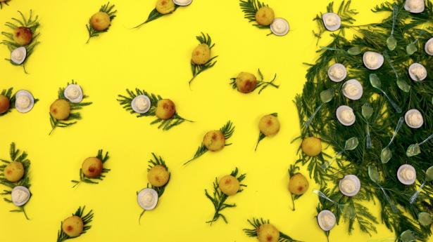 MIMOSA/S/ Restitution de résidence 2