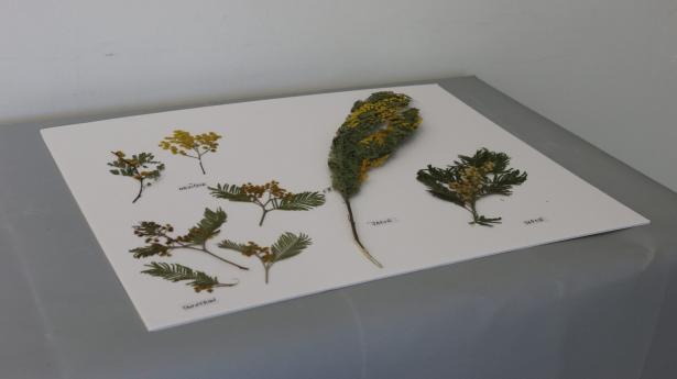 MIMOSA/S/ Restitution de résidence 2
