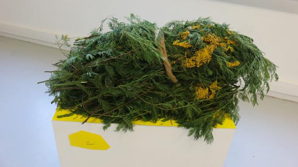 MIMOSA/S/ Restitution de résidence 2