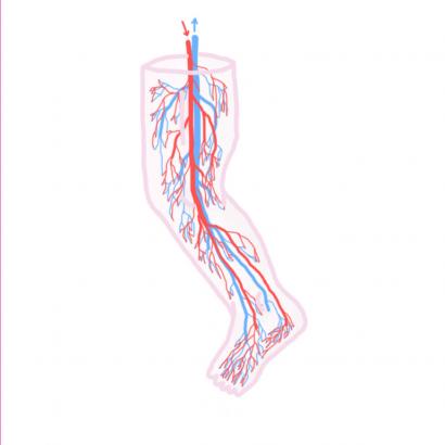 [ Recherche #02 : Anatomie ]