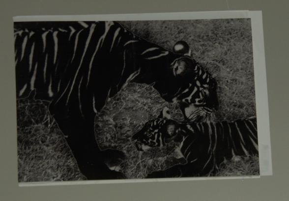 Le photo-montage