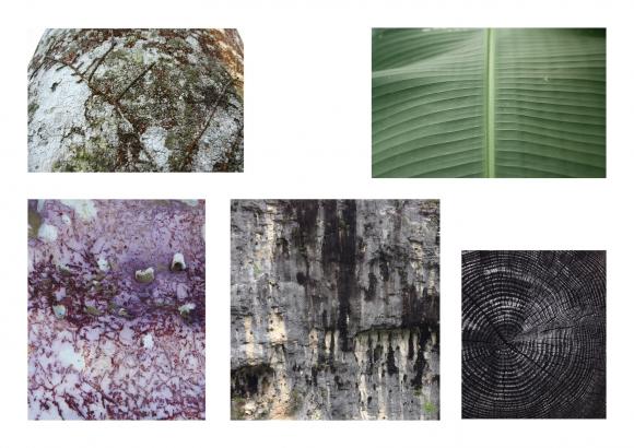 Macroscopies de feuilles, d’écorse d’arbre, de pierres, de veine d'une section de bois