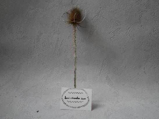 herbier inventé