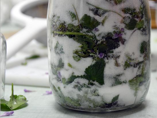 sirop plantes sauvages comestibles