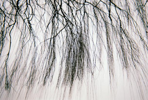Saule Mansigné