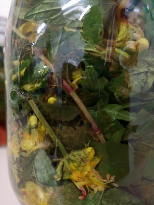 vinaigre aux plantes sauvages