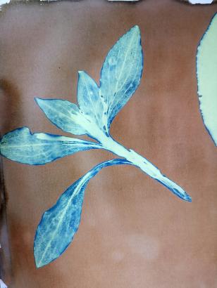 la page une fois insolée, plante retirée