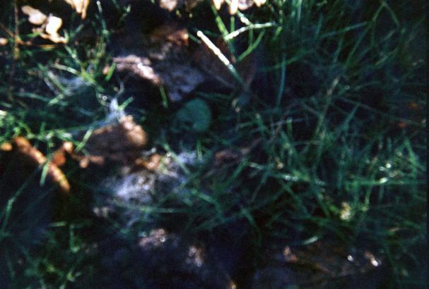 herbe motif