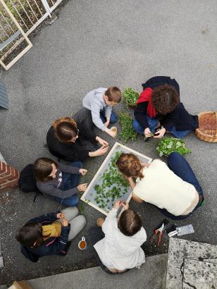 tri plantes cour