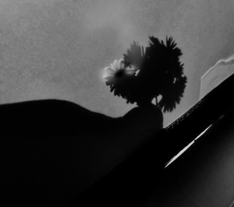 Fleur en ombre 