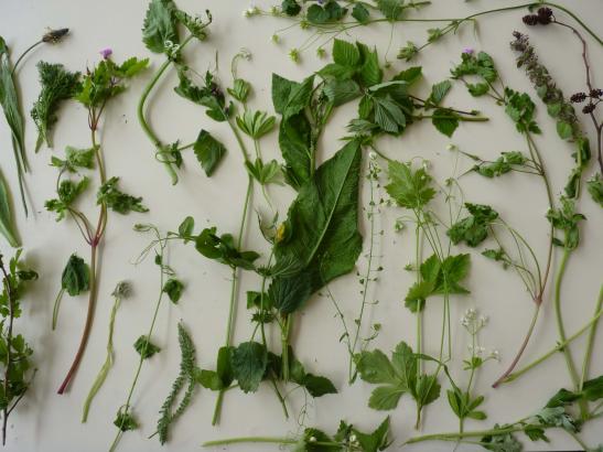 plantes récoltes dessin