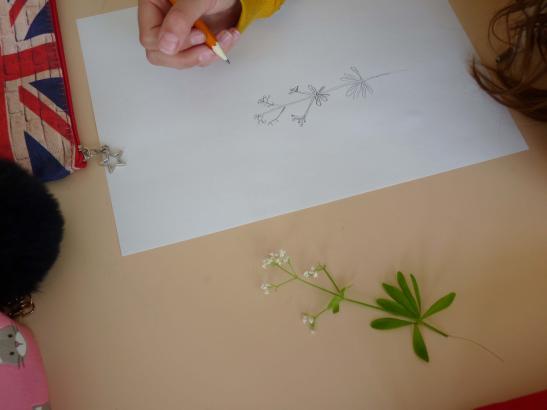 aspérule dessin