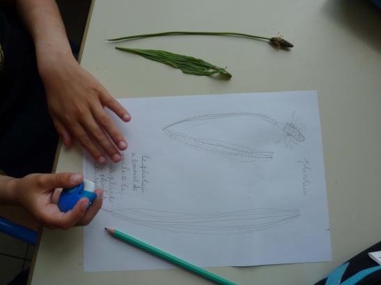 pissenlit dessin