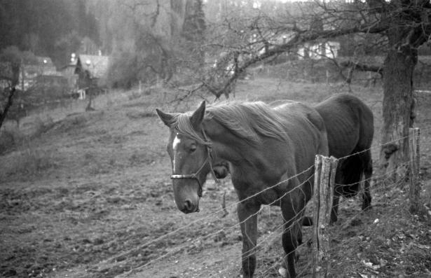 cheval