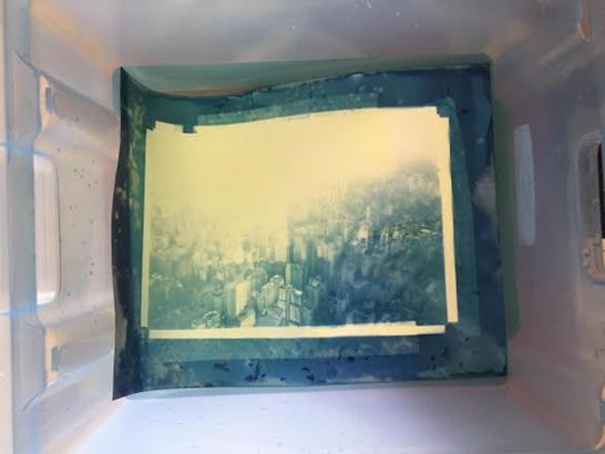 cyanotype in progress