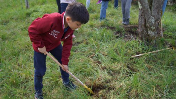plantation capucines