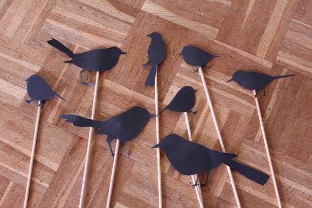 oiseaux