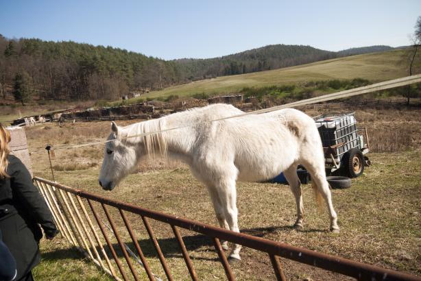 cheval