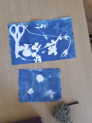 cyanotype