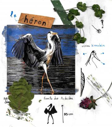 Fiche descriptive du héron 