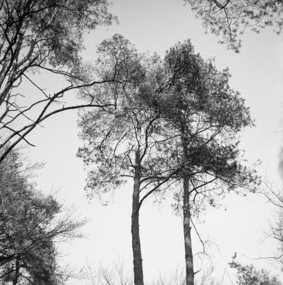 arbre double
