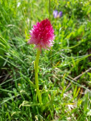 Orchis vanille (Nigritella rhellicani), une rare protégée aux teintes variables mais à l'odeur inimitable.