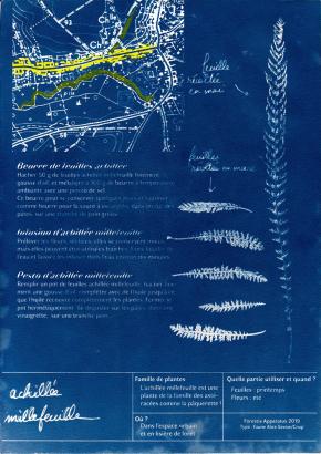 Achillée millefeuille