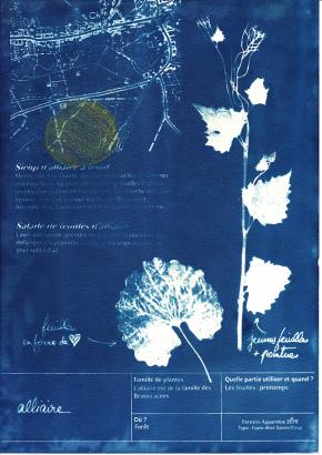 Alliaire