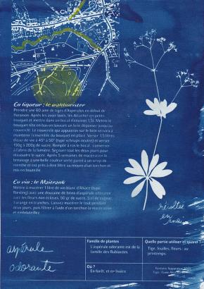 Aspérule odorante