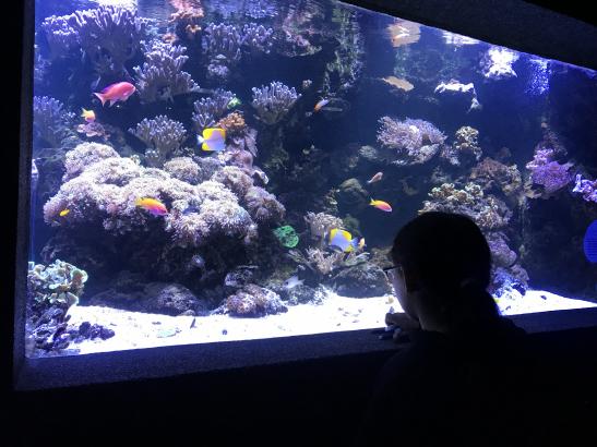 Regarder les poissons