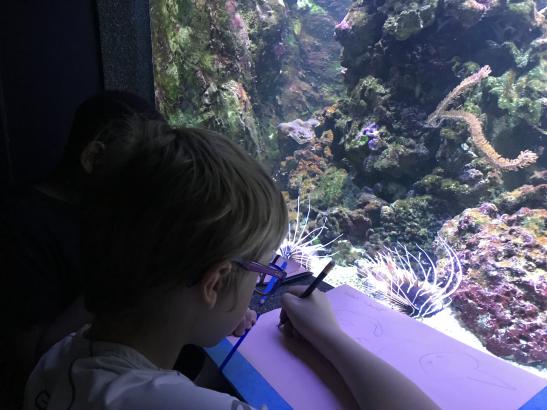 dessiner les poissons