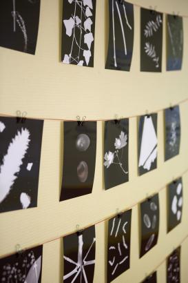 Photogrammes de végétaux récoltés lors de la promenade sensible