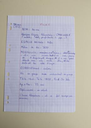Fiche