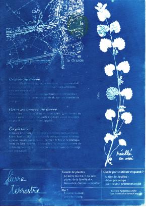 lierre terrestre