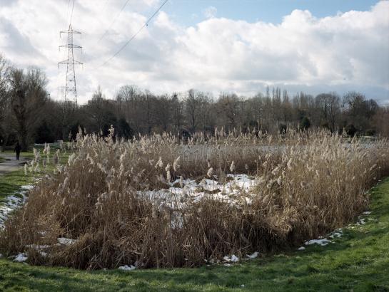 Roseaux, Sarcelles, 2018