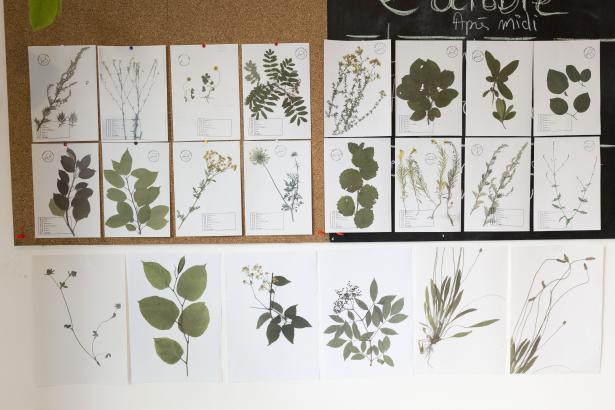 Herbier de La Dhuys par Emmanuelle Bouffé