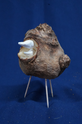 corpsparlant4