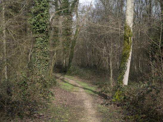 Chenxin Tang - Bord de Bois–le-Roi