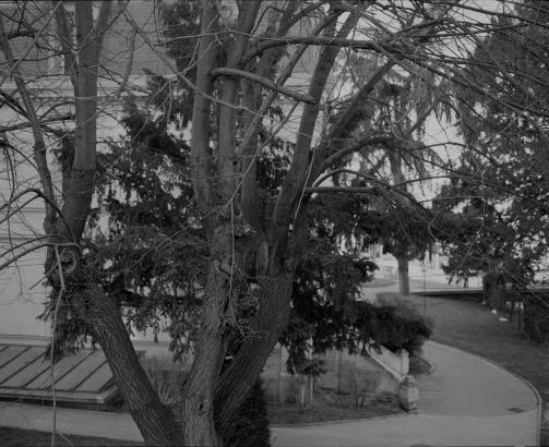 Julien Guinand - Arbre noir et blanc