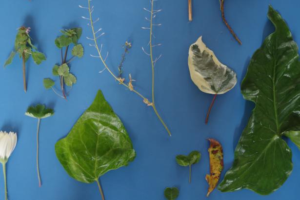 Feuilles de géranium, arums et autres plantes