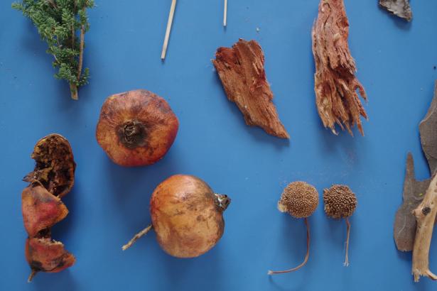 Grenades, soude et bois rouges