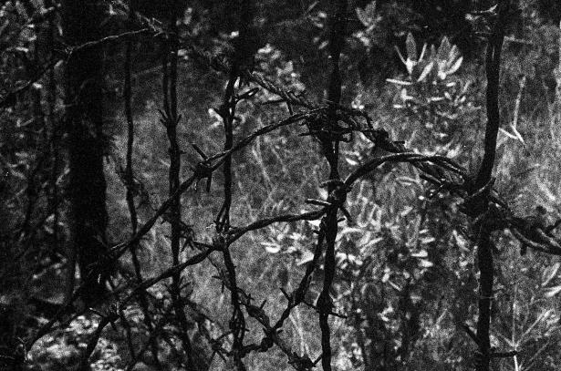 Photographie noir et blanc de barbelés, sentier du Pas de la Mort