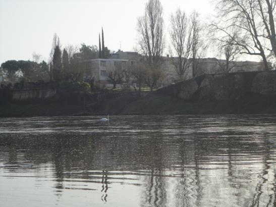 Cygne passant tranquillement